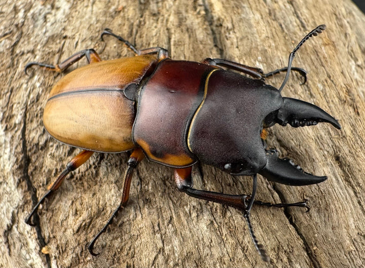 【WD】《ラテラリスノコギリ亜種バヤニー 40mm ペア》