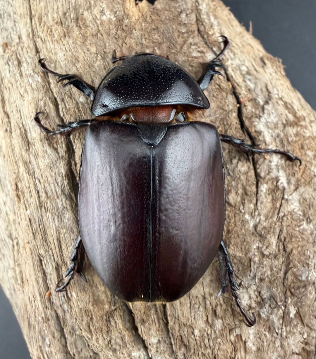 【WD】《シャムゴホンツノカブト 66mm ペア》