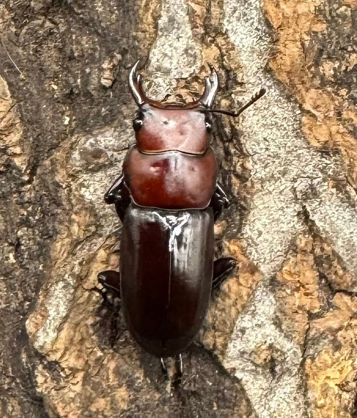 【WD】《モートゥオセスジ原名亜種 ペア》