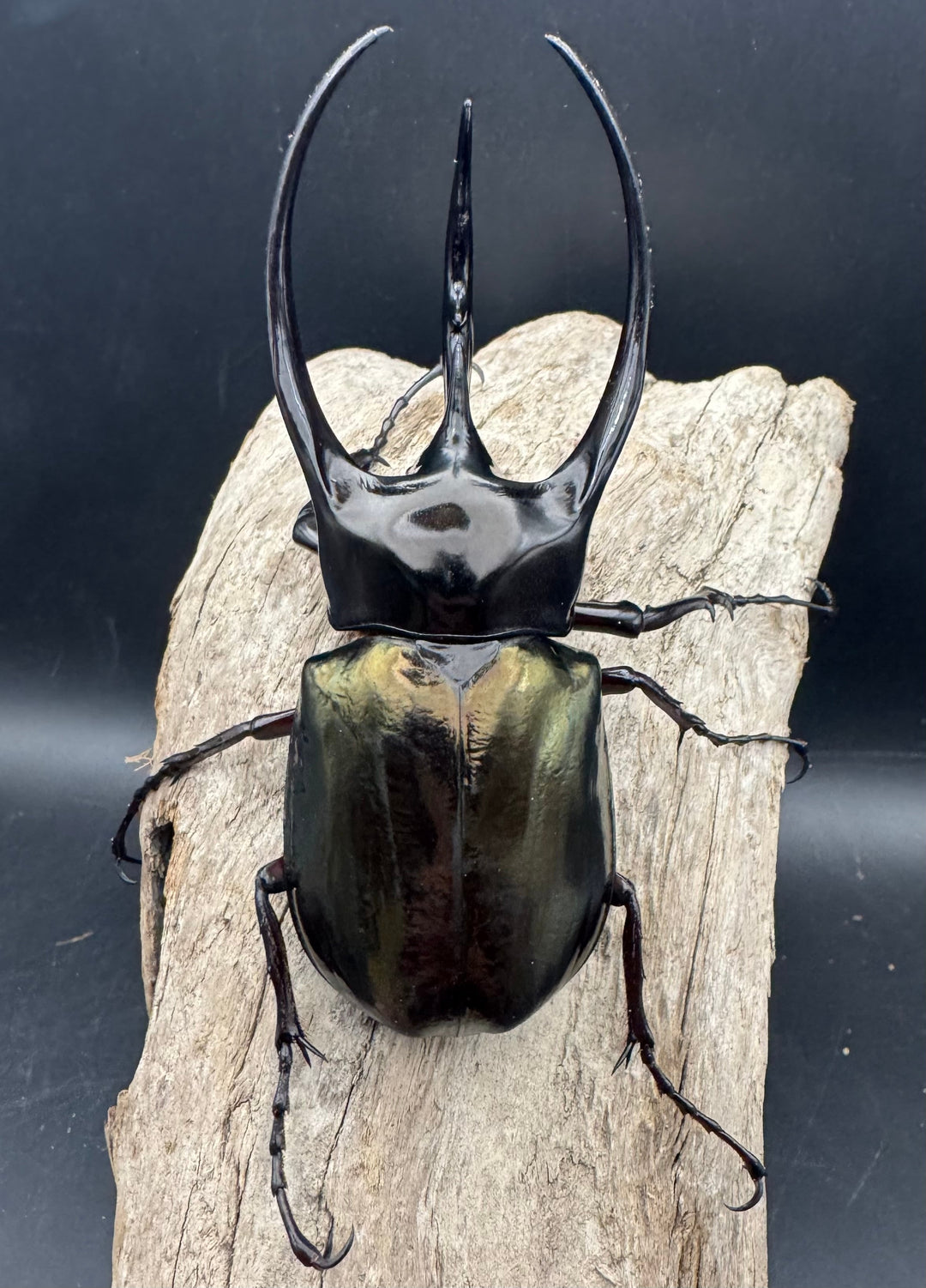 【WD】《ジャワコーカサスオオカブト 110mm A'品ペア》