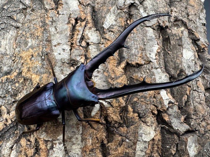 【美麗】《メタリフェルホソアカ 83mm ペア》わたくわ氏ブリード個体