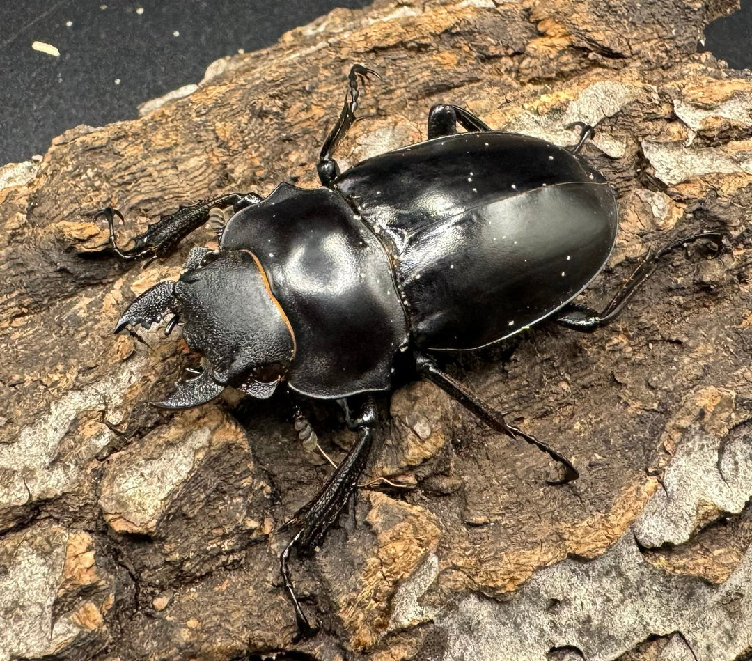 【WD】《アルケスツヤクワガタ 73mm ペア》