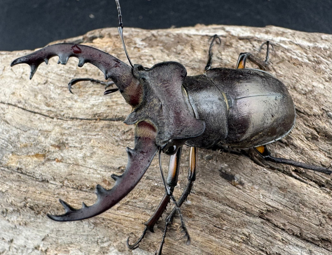 【WD】《ミヤマクワガタ 山形県産 55mmUP ペア》