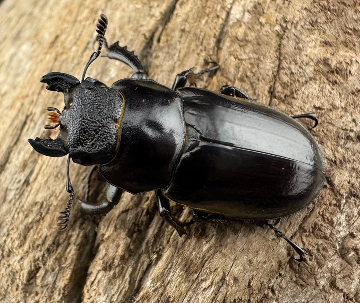 【WD】《チェンミヤマ メトク産 35mm ♀単》