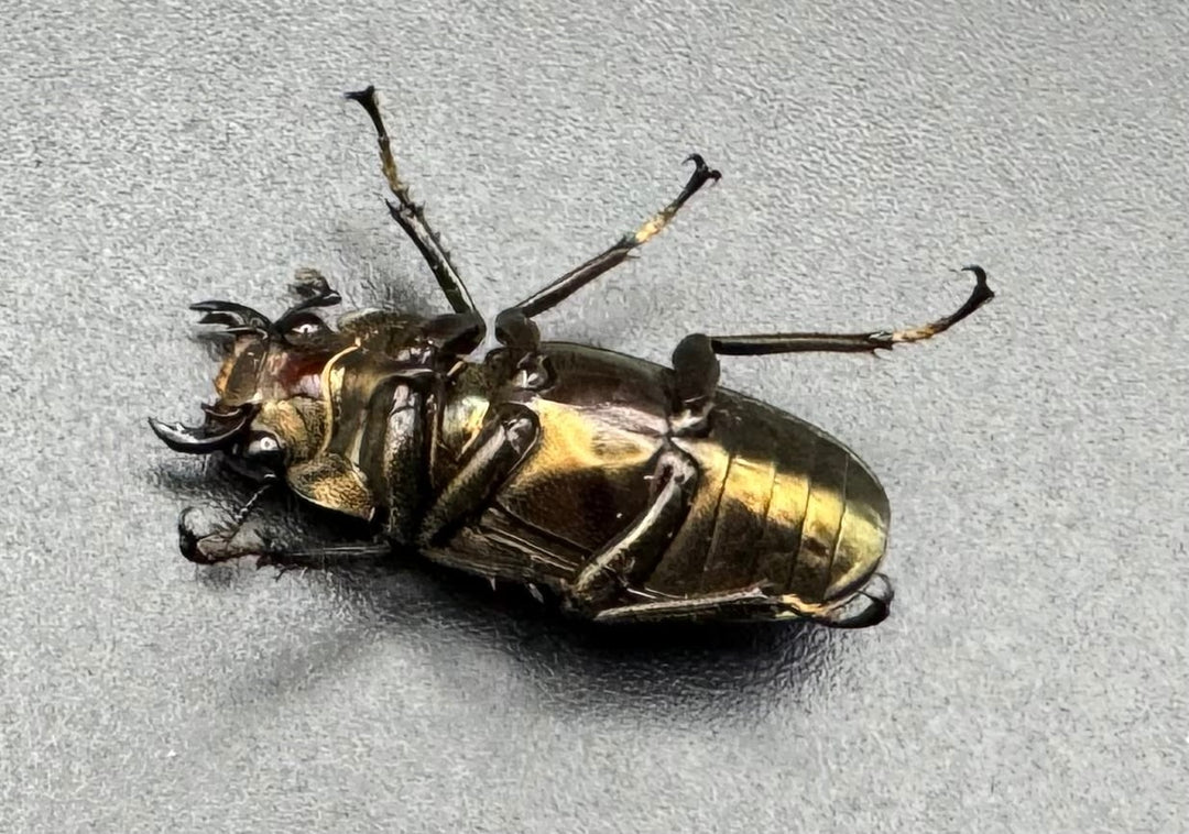 【WD】《メタリフェルホソアカ 81mm ペア》