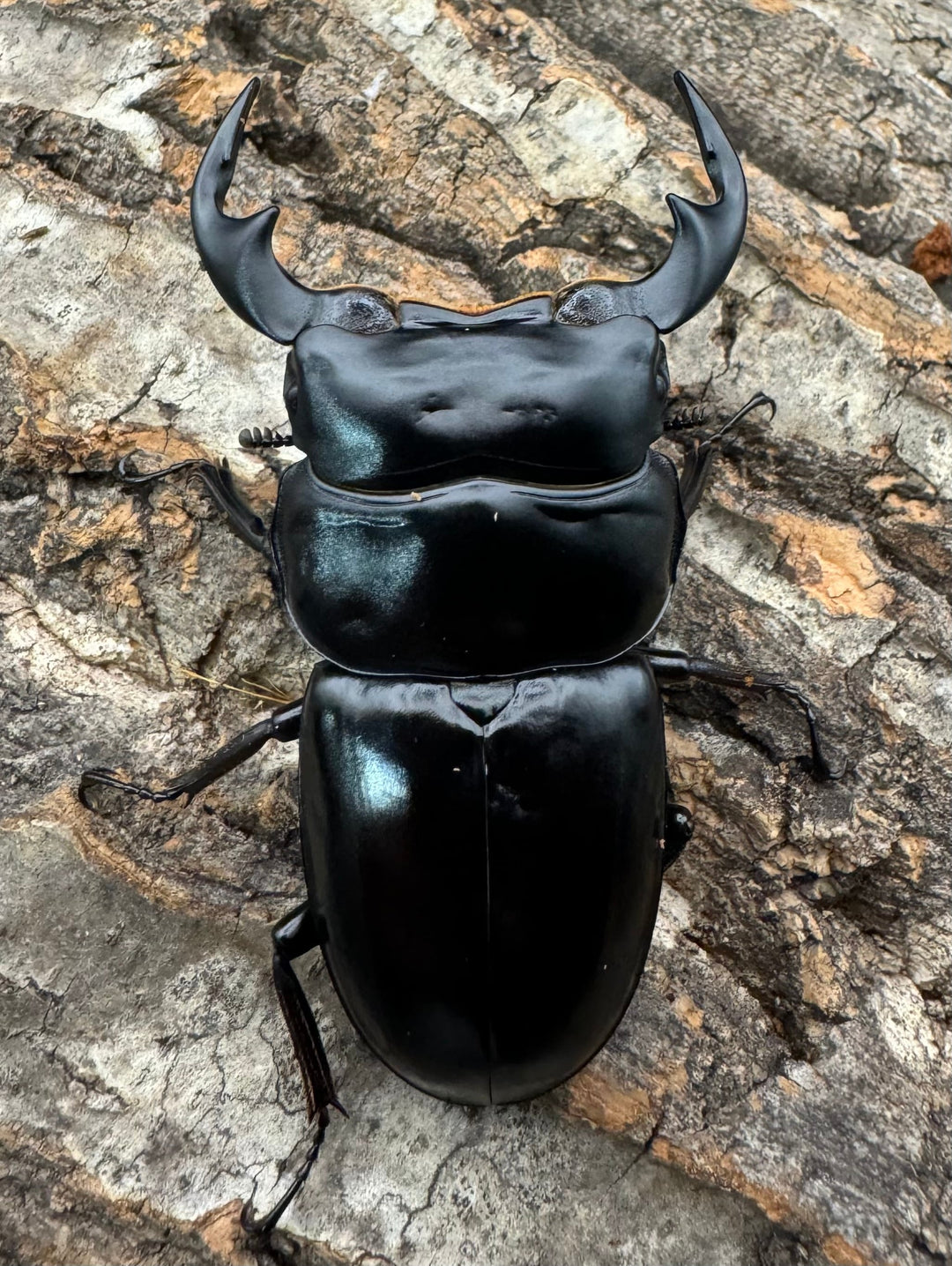 《インドアンタエウス タイガーヒル産 70mm ペア》