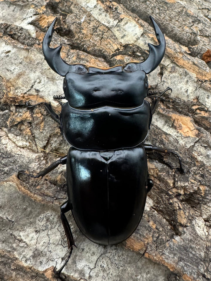 《インドアンタエウス タイガーヒル産 70mm ペア》