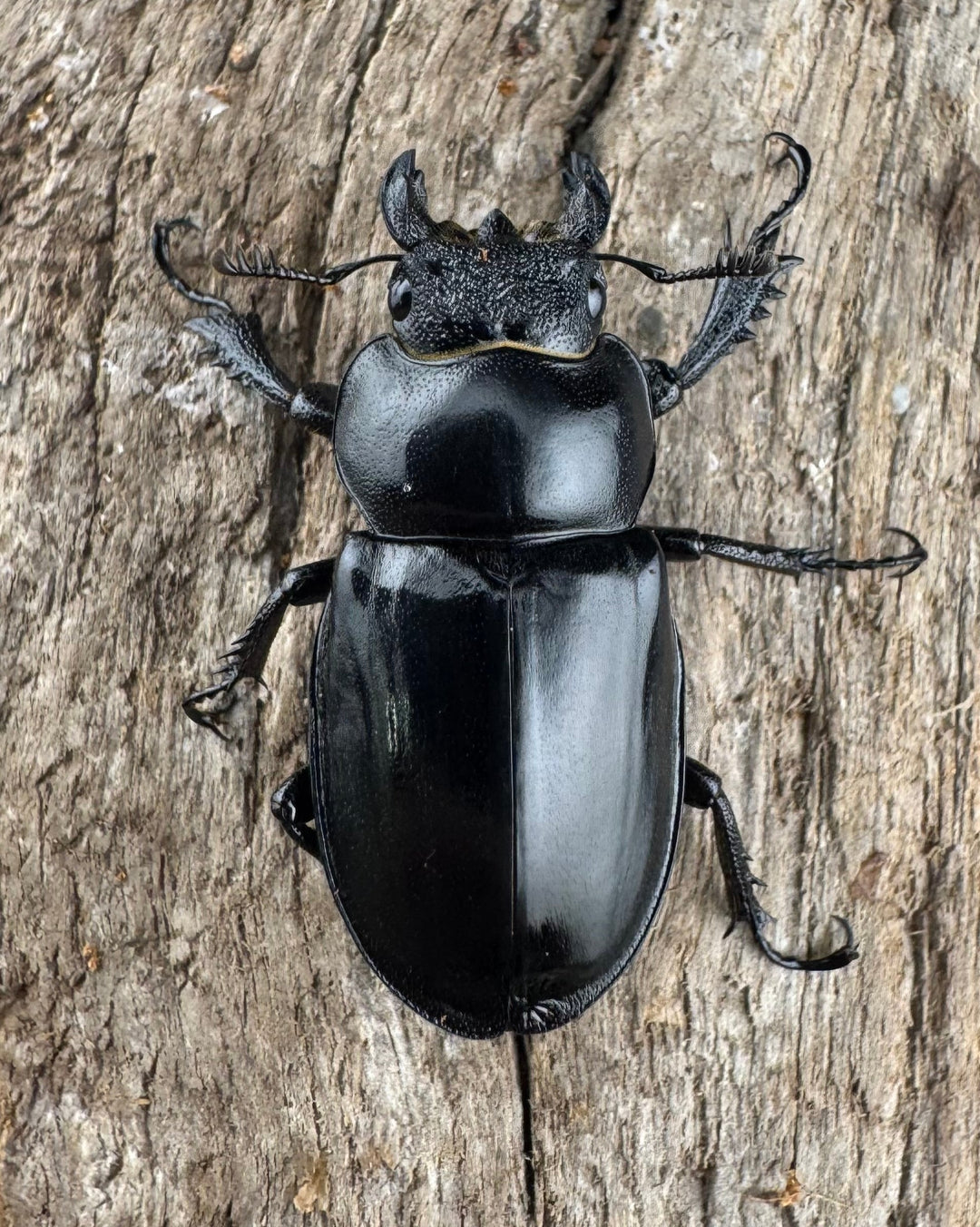 【WD】《パリーミヤマクワガタ 40mm ペア》