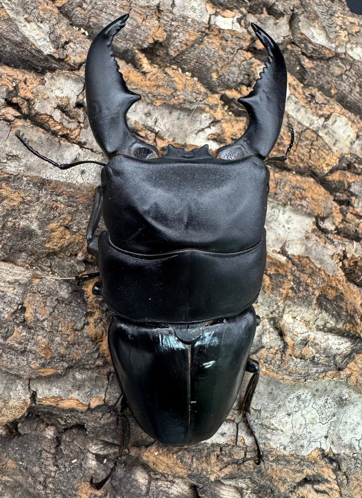 《スマトラオオヒラタ アチェ産 100mm ペア》