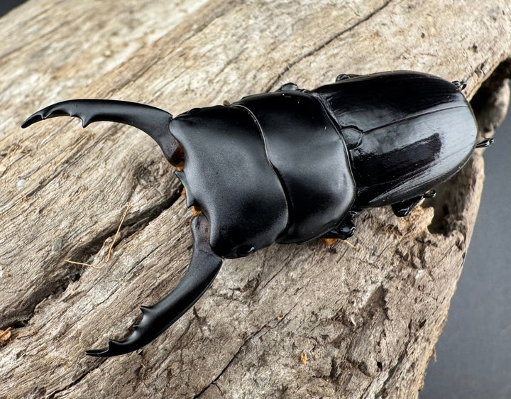 【WD】《ドルクス ティティウス チベット産 49mm ペア》