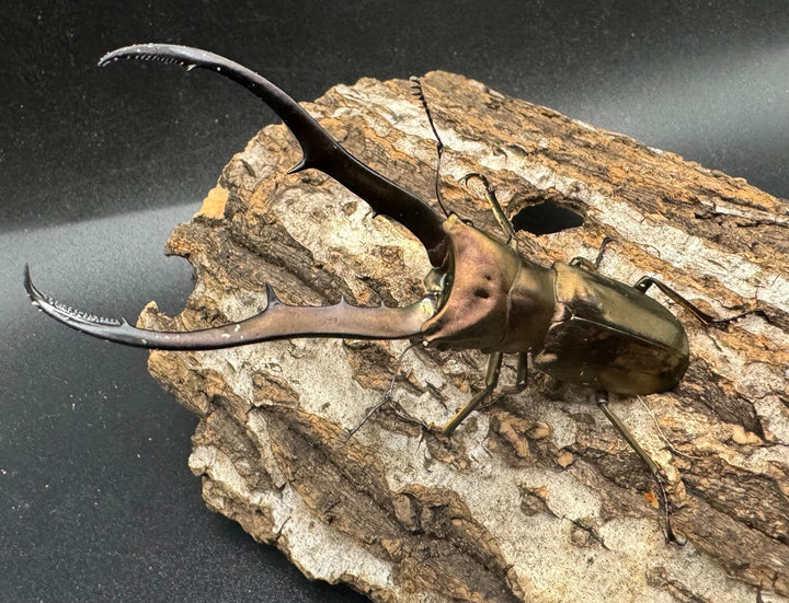 【WD】《メタリフェルホソアカ 83mm ペア》