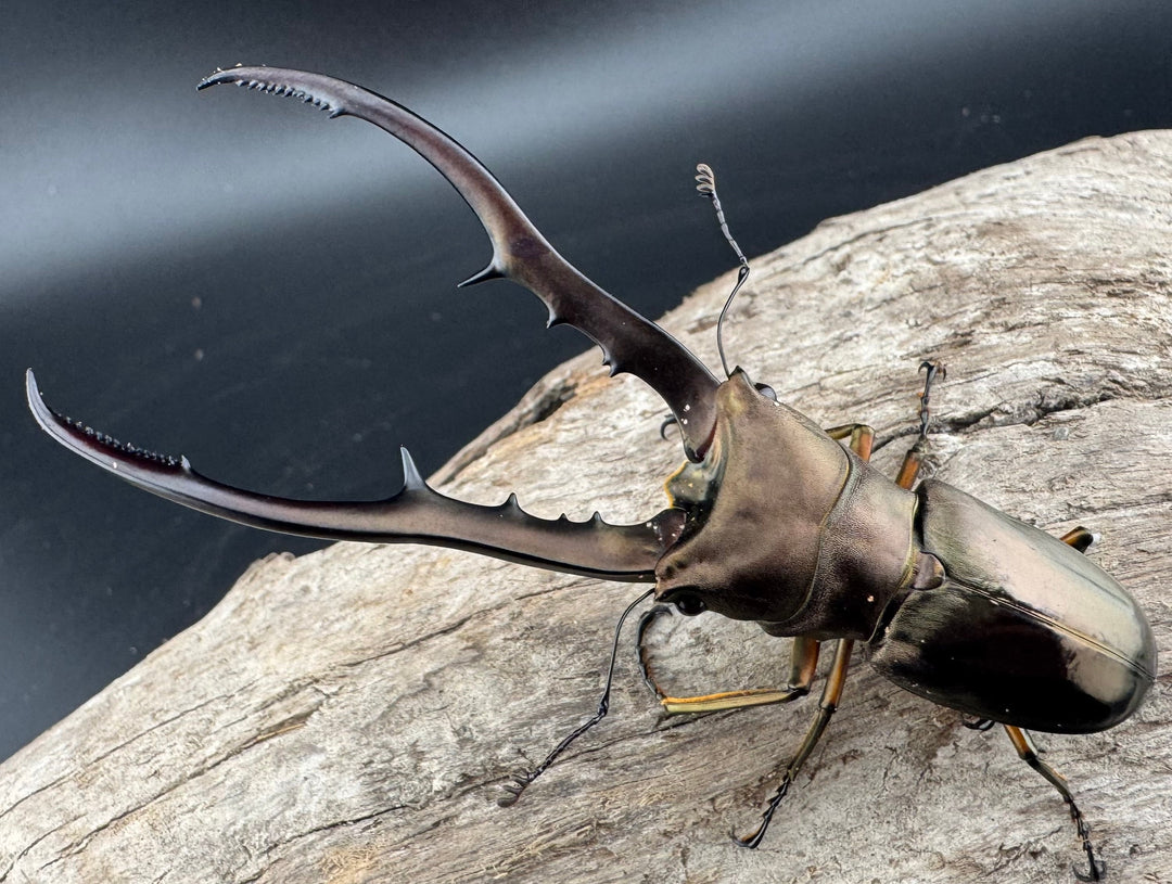 【WD】《メタリフェルホソアカ亜種finae 83.5mm ペア》