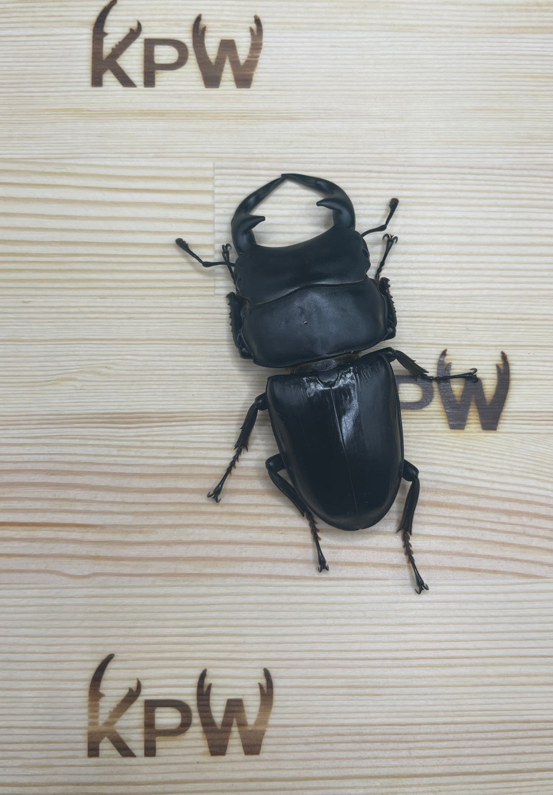 オリジナル破損防止プレート 大