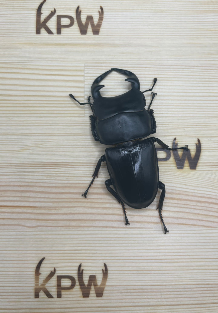 オリジナル破損防止プレート 大