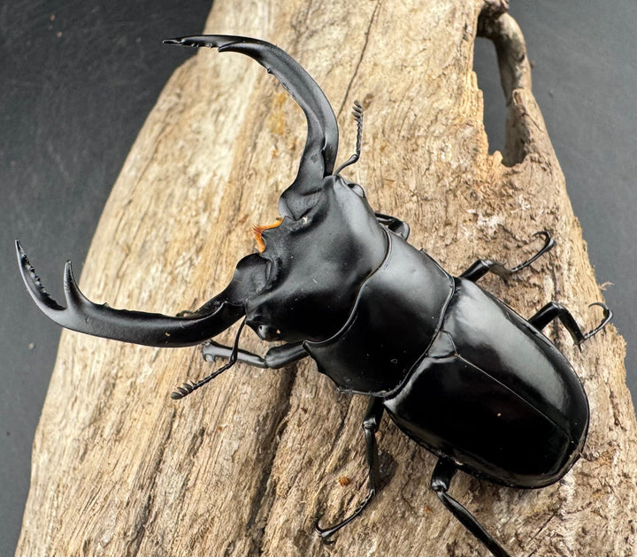 【WD】《ウエストウッディ亜種カズミアエ 雲南省産 73mm ペア》