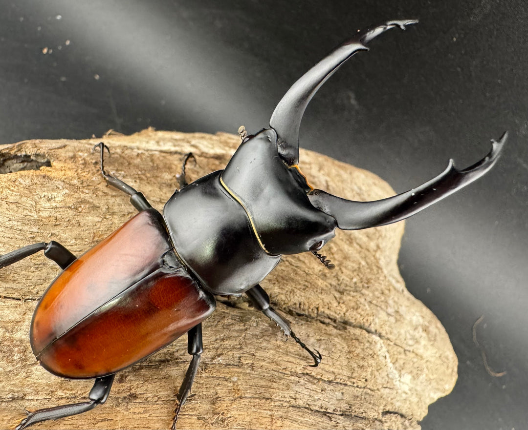 【WD】《マクレイコクワ チベット産 67mm A'品ペア》