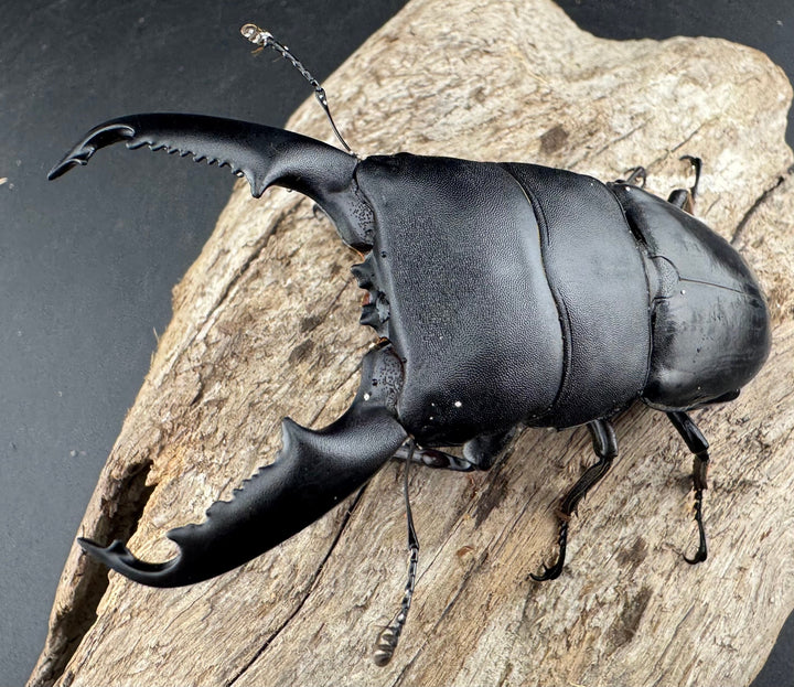 【WD】《ミンダナオヒラタ マラグサン産 86mm ペア》