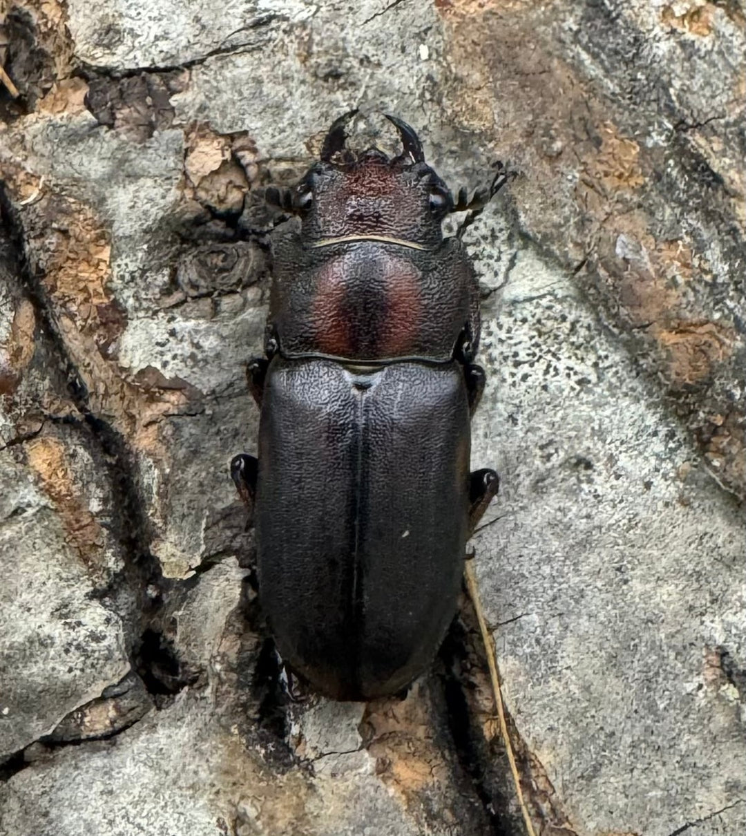 【WD】《ズベールホソアカ 51mm A’品ペア》