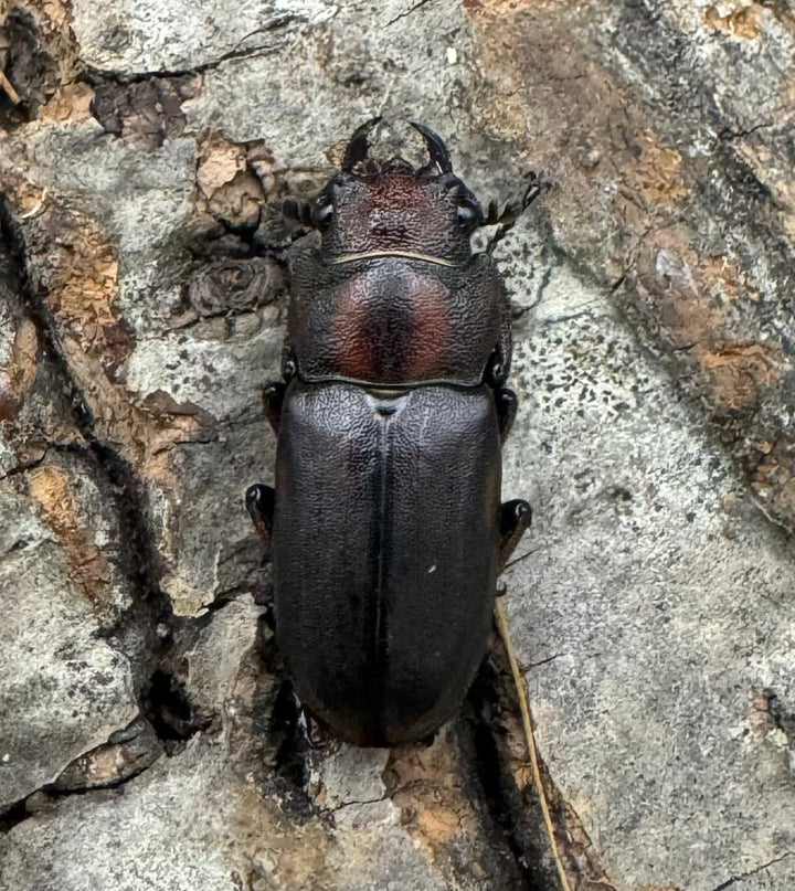 【WD】《ズベールホソアカ 51mm A’品ペア》