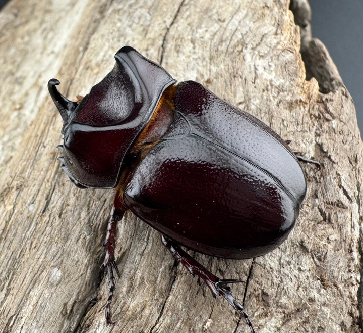 【WD】《クリイロムナコブサイカブト 32mm ペア》