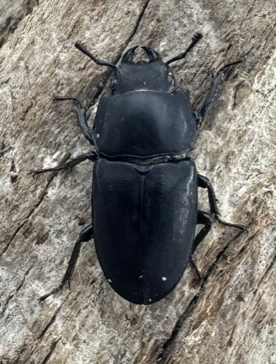 【WF3】《メタドルクス ロトゥンダトゥス 19.5mm ペア》