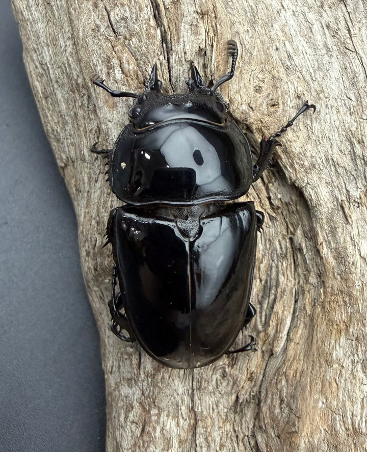 《レギウスオオツヤクワガタ 69mm ♂♀♀トリオ》