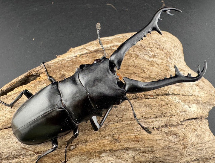 【WD】《 ギラファノコギリ原名亜種 ラオス産 88mm ペア》