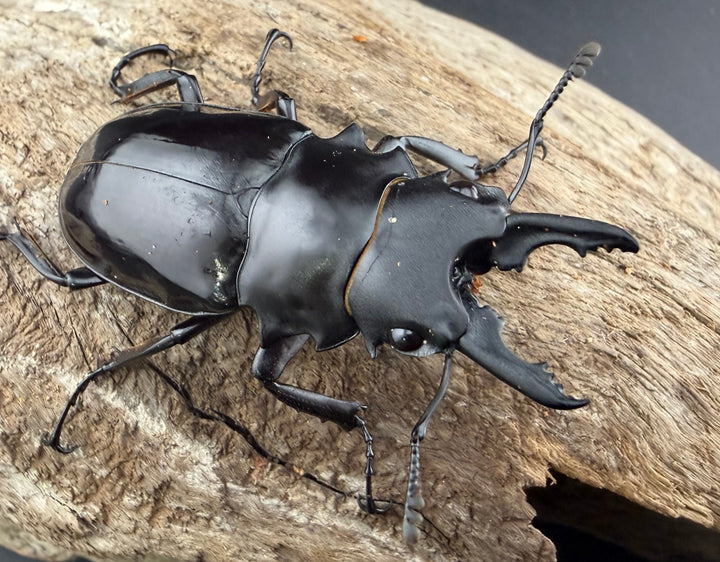 【WD】《ダールマンツヤクワガタ サンギール島産 57.5mm ペア》