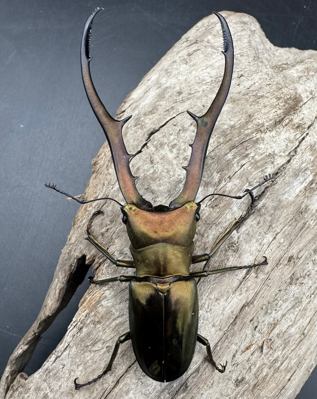 【WD】《メタリフェルホソアカ亜種finae 85mm ペア》