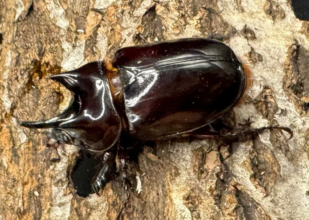 《ロンギチョンペルスミツノカブト Free ペア》