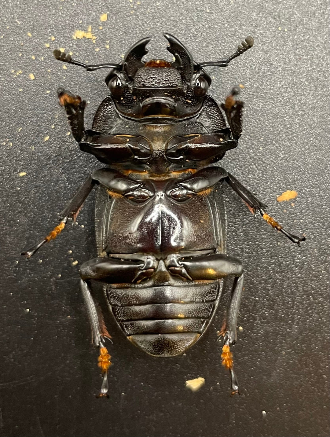 《ホペイオオクワガタ SL血統 73mm ペア》