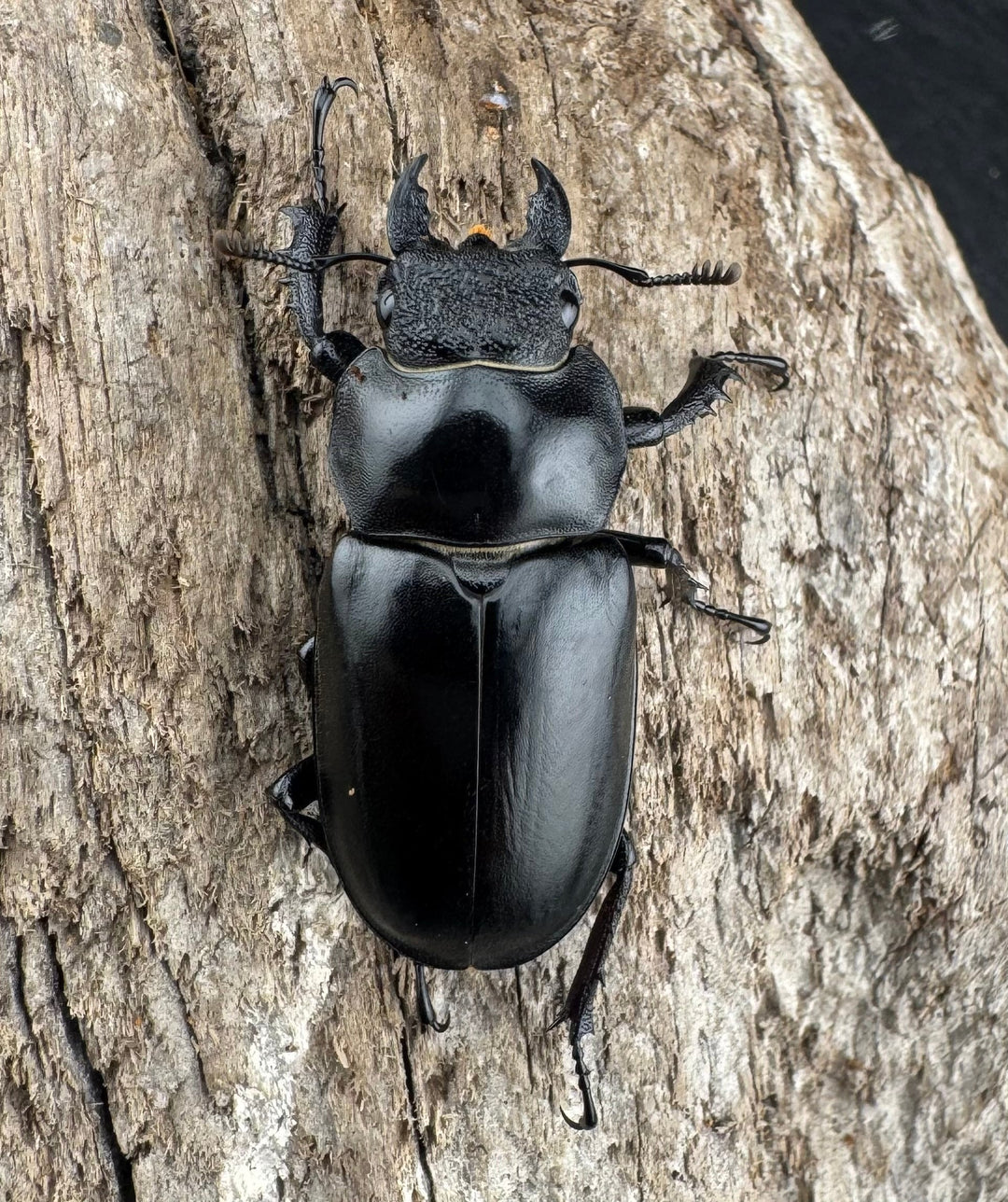 【WD】大型《ファンジンシャンミヤマクワガタ 63mm ペア》