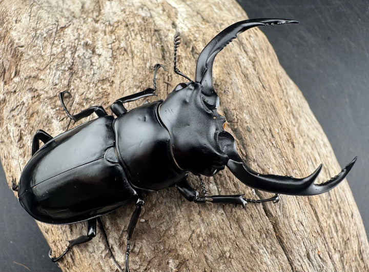 【WD】《ウエストウッディ亜種カズミアエ 雲南省産 69mm ペア》