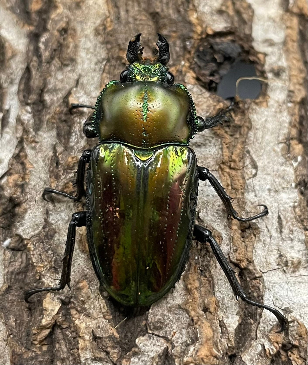 《ニジイロクワガタ Free ♂♀♀トリオ》