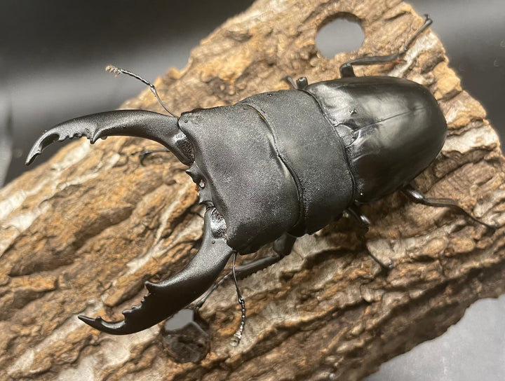 【WD】大型《北カマリネスヒラタ 93mm ペア》