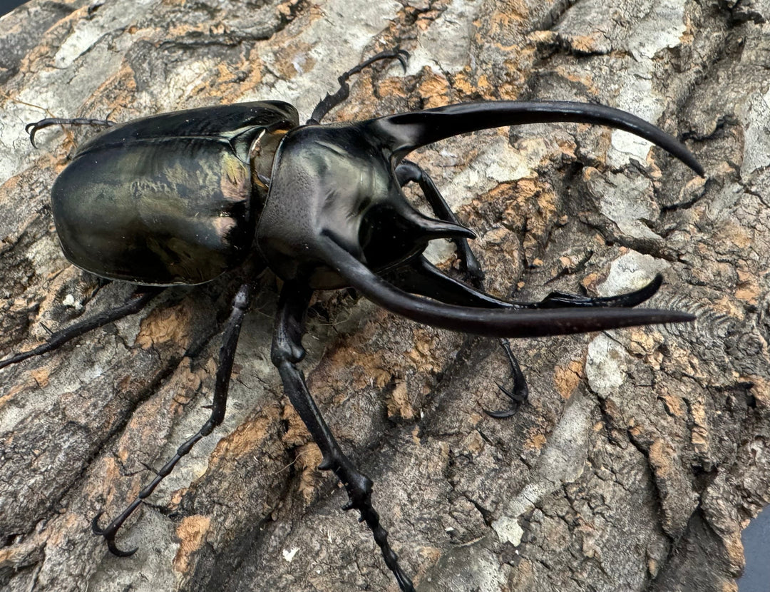 【WD】《ミンダナオアトラスオオカブト 88mm ペア》