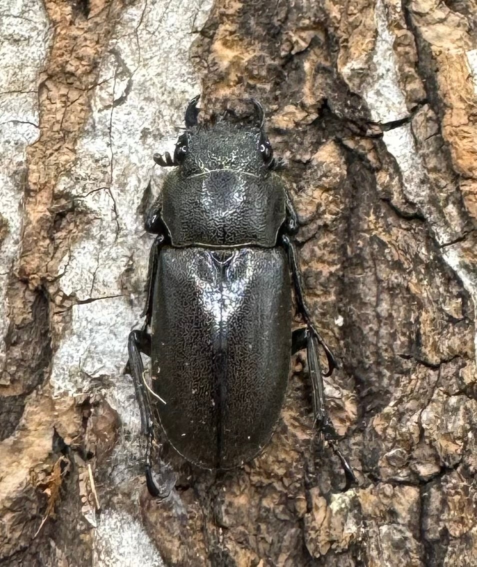 【WD】《メタリフェルホソアカ 81.5mm ペア》