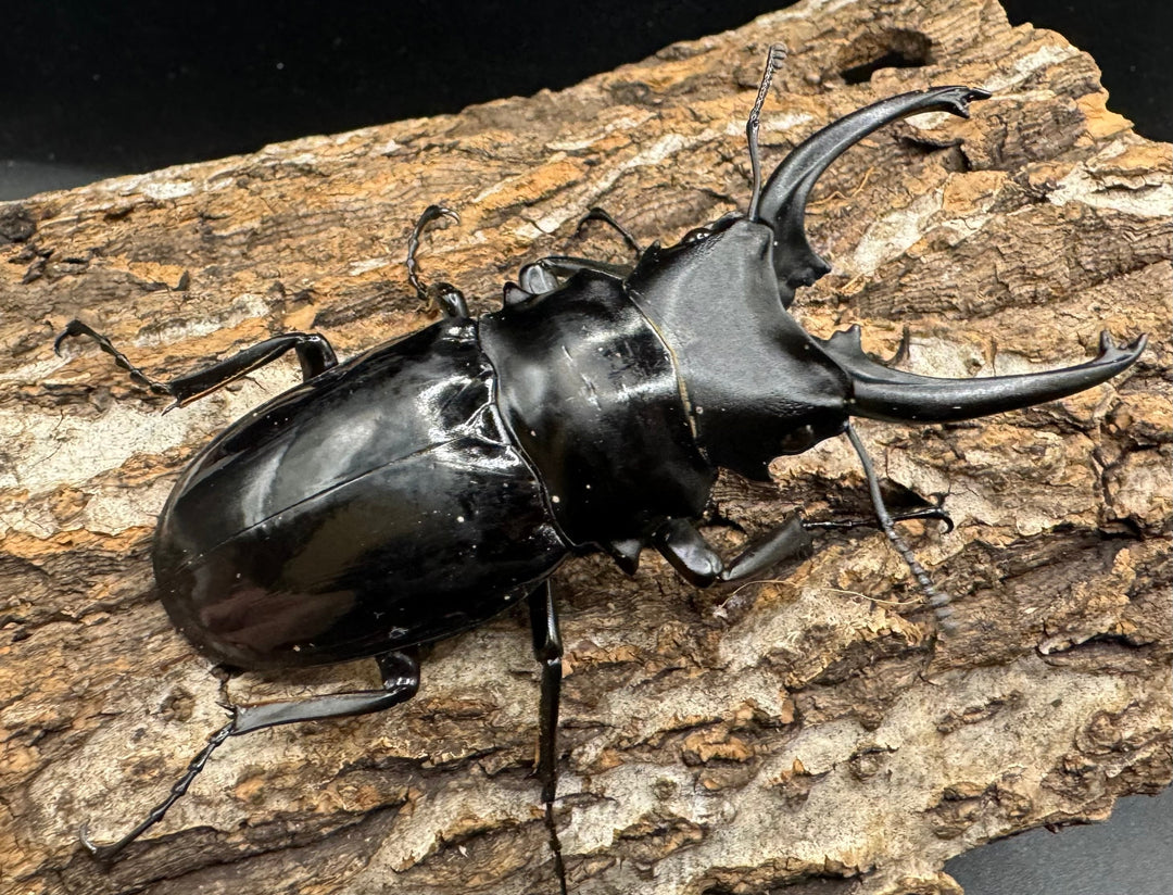 【WD】《ダールマンツヤクワガタ亜種celebensis 82mm ペア》