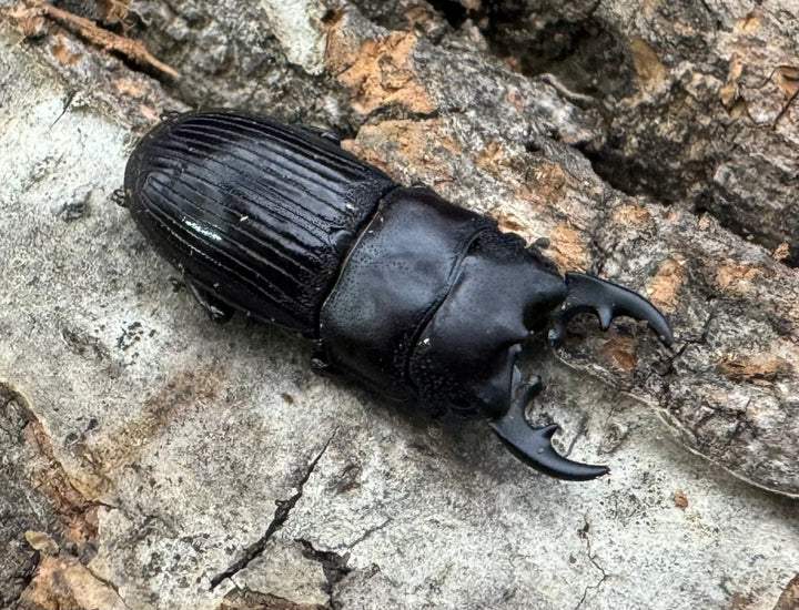 【WD】《フィリピンネブト原名亜種 24mm ペア》