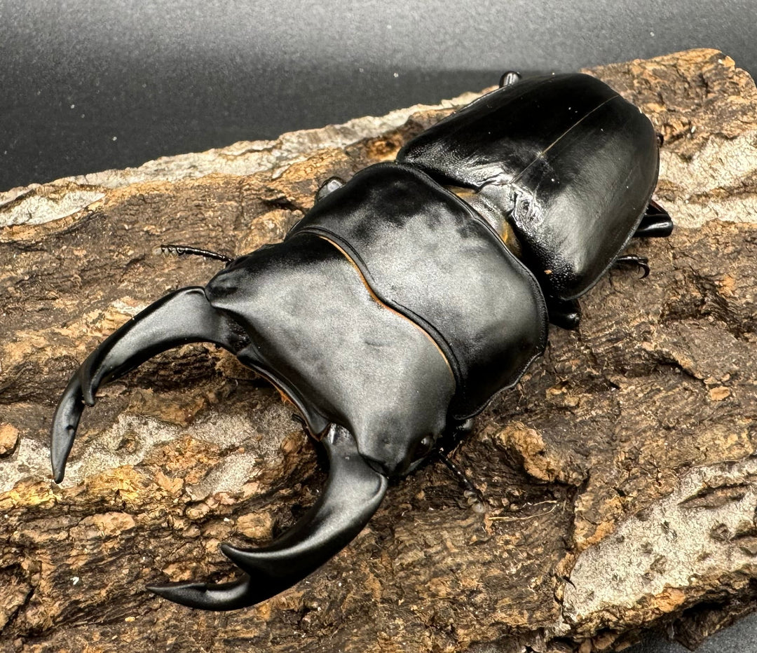 《オオクワガタ 川西血統 78mm ペア》ヒート氏ブリード個体