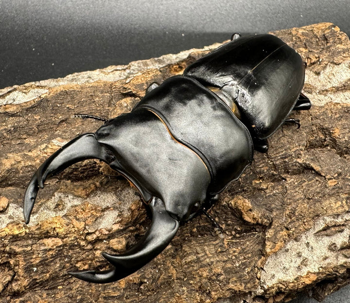 《オオクワガタ 川西血統 78mm ペア》ヒート氏ブリード個体