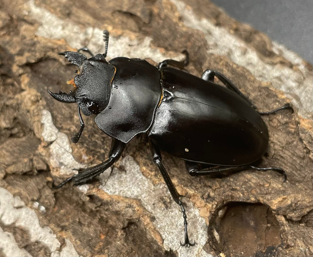 【WD】《アルケスツヤクワガタ ♀単》