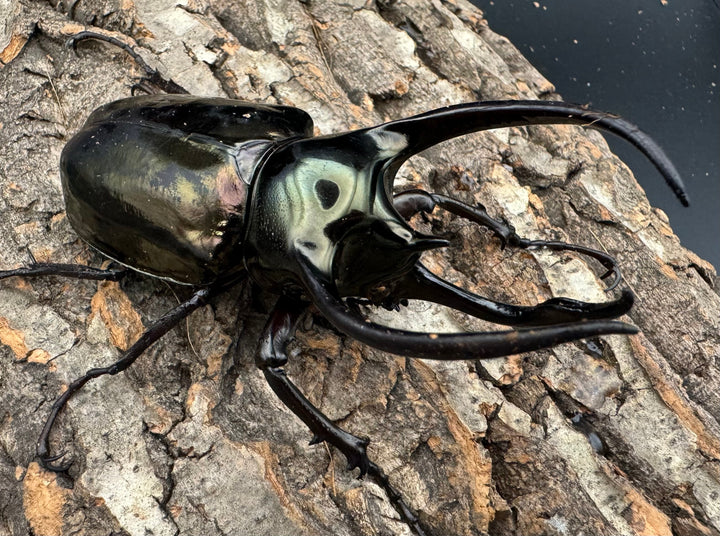 【WD】《ミンダナオアトラスオオカブト 98mm ペア》