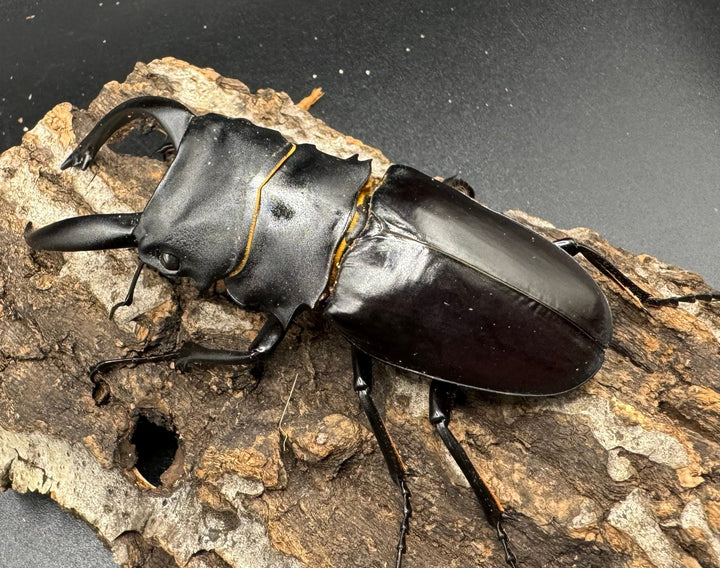 【WD】大型長歯《アルケスツヤクワガタ 93mm ペア》