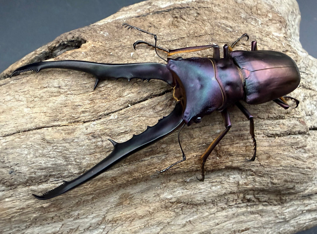 《メタリフェルホソアカ亜種フィナエ パープル系 81mm ペア》