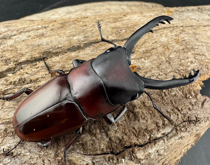 【WD】《ドルサリスノコギリ原名亜種 ボアク島産 53mm ペア》