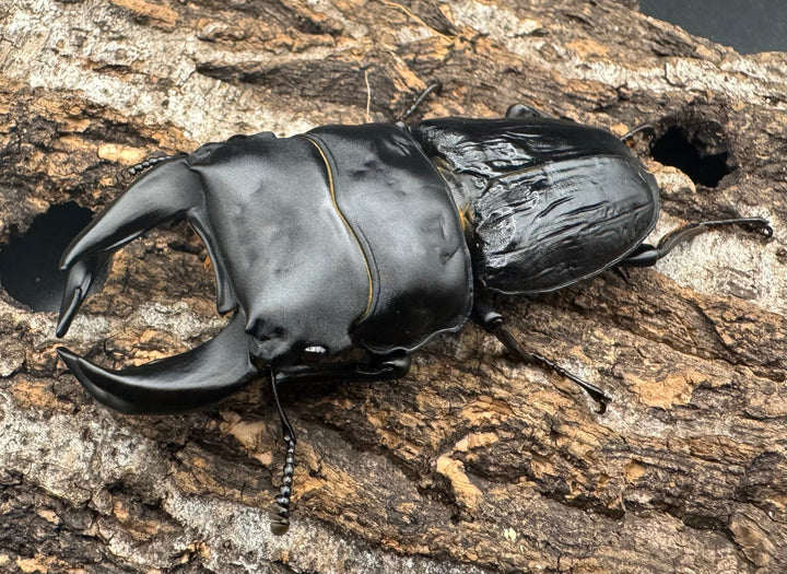 《ホペイオオクワ M74 71mm ペア》