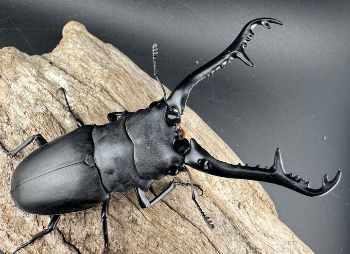 【WD】《 ギラファノコギリ亜種ケイスケ 102mm ペア》