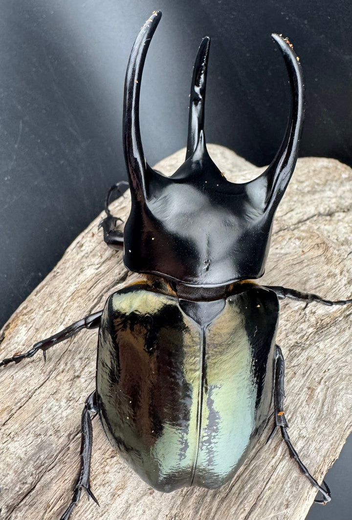 【WD】《スマトラコーカサスオオカブト 90mm ペア》