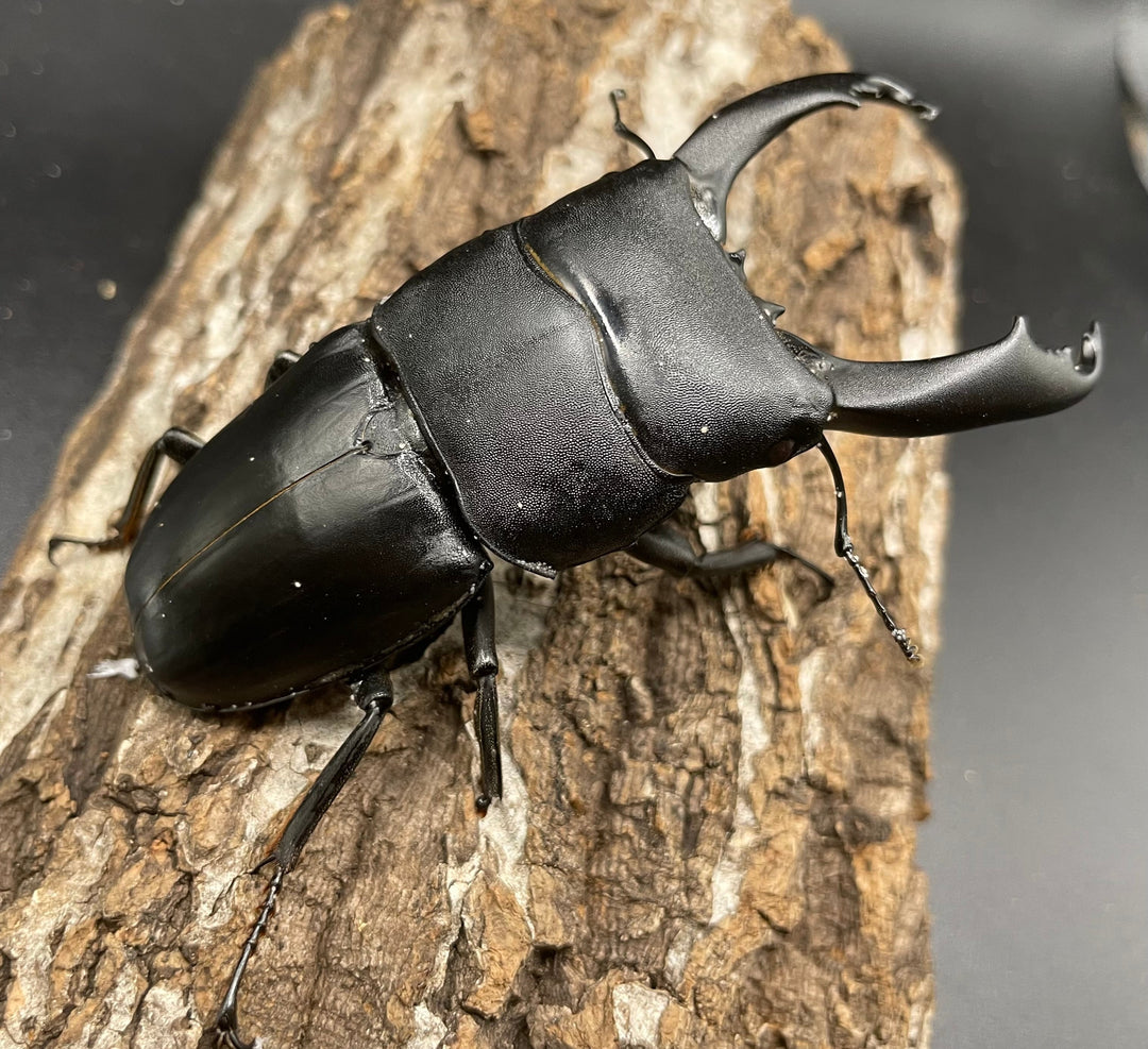 【WD】大型《カマリネスヒラタ 96mm B品ペア》